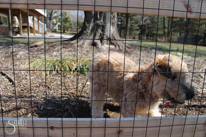Winnie running at fence