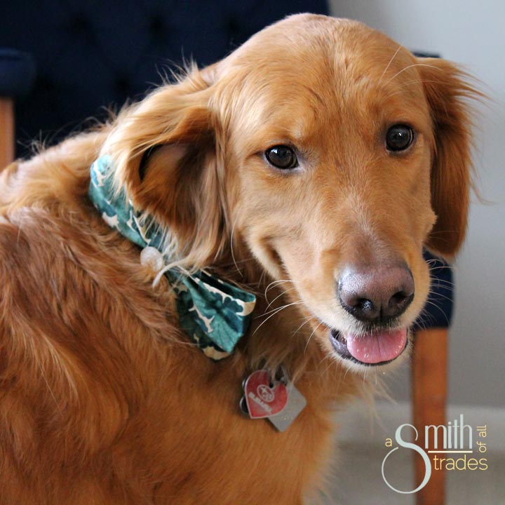 {A Smith of All Trades} Remmy and his bow tie15