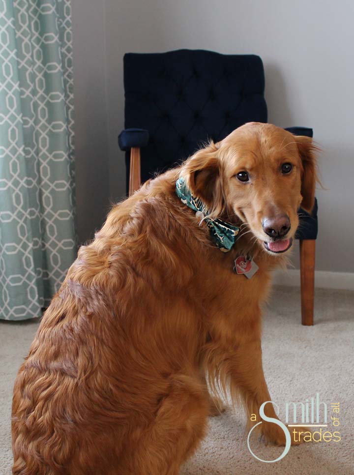 {A Smith of All Trades} Remmy and his bow tie18