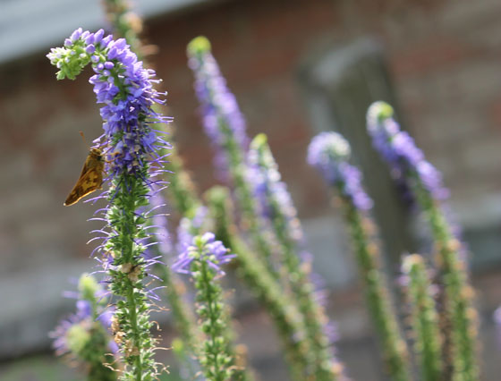 Speedwell butterfly