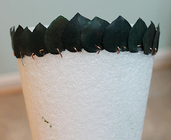 Eucalyptus Tree Base