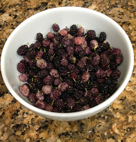 Mulberries